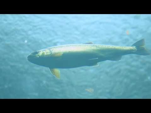 Save our Skins - the Salmon