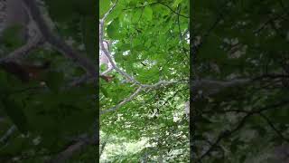 Beech aphid blight Robeson Hills, IL Fall 2018