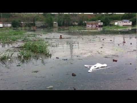 МЧС&nbsp;наградит молодого одессита, который спас щенка во&nbsp;время бури &nbsp; | Новини Одеси