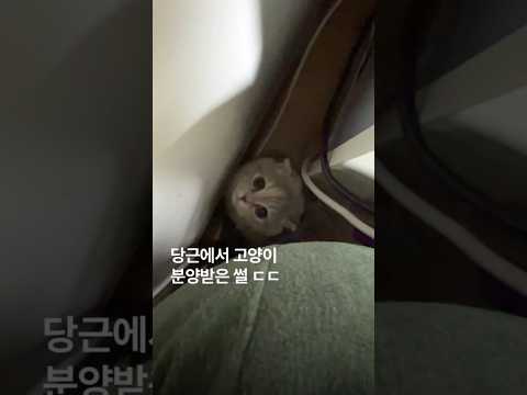 남편이 허락없이 당근에서 고양이를 데려옴