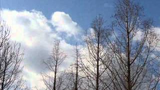 The Iveys - The Leaves - Cover