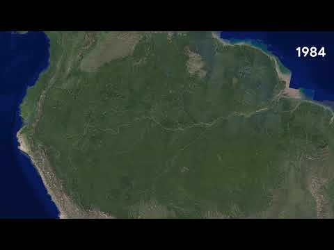 Amazon Rainforest, Brazil