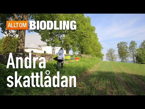Andra skattlådan - Biodling