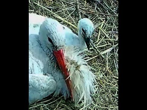 Live webcam view of White Stork Nest in Wallstadt