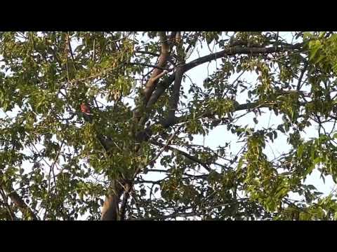 Witness the Incredible Moment When a Red Cardinal Breaks the Silence!