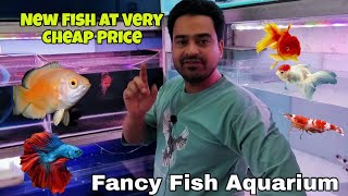 Best Local Fish Stock at Very Cheap Price | Fancy Fish Aquarium @fancyfishaquariums6875