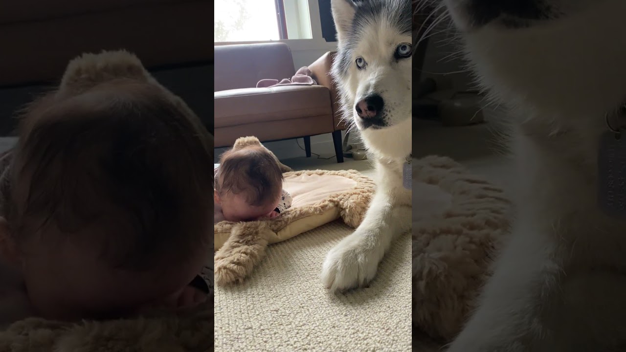 Enlarge Luna, a ADOPTABLE Siberian Husky in Rancho Palos Verdes, CA video 3/3