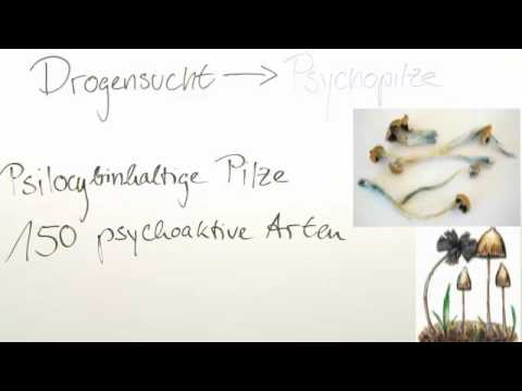 DROGENWIRKUNG | PILZE | Biologie | Neurobiologie und Verhalten