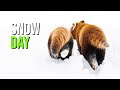 Red Panda Cub At The Hertfordshire Zoo First Snow Day!
