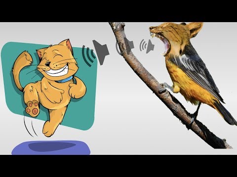 Bird Sound To Attract Cats  ✅