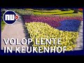Drone toont kleurige bloemenvelden in verlaten Keukenhof | NU.nl