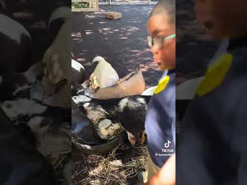 Kid Hears Woman Call Goat A Black One lol