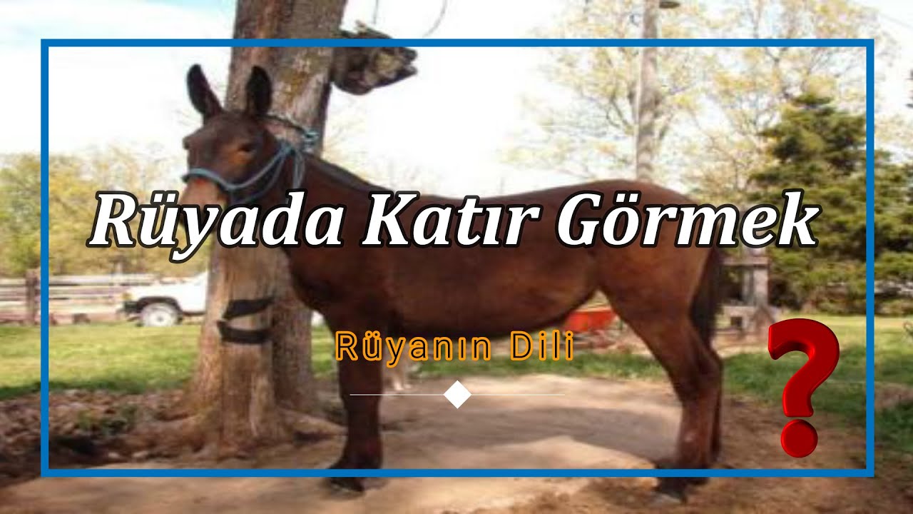 RÜYADA KATIR GÖRMEK (rüya tabiri)