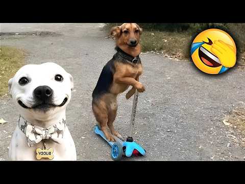 You Won't BELIEVE How Funny These Animals Are😂Try Not to Die Laughing