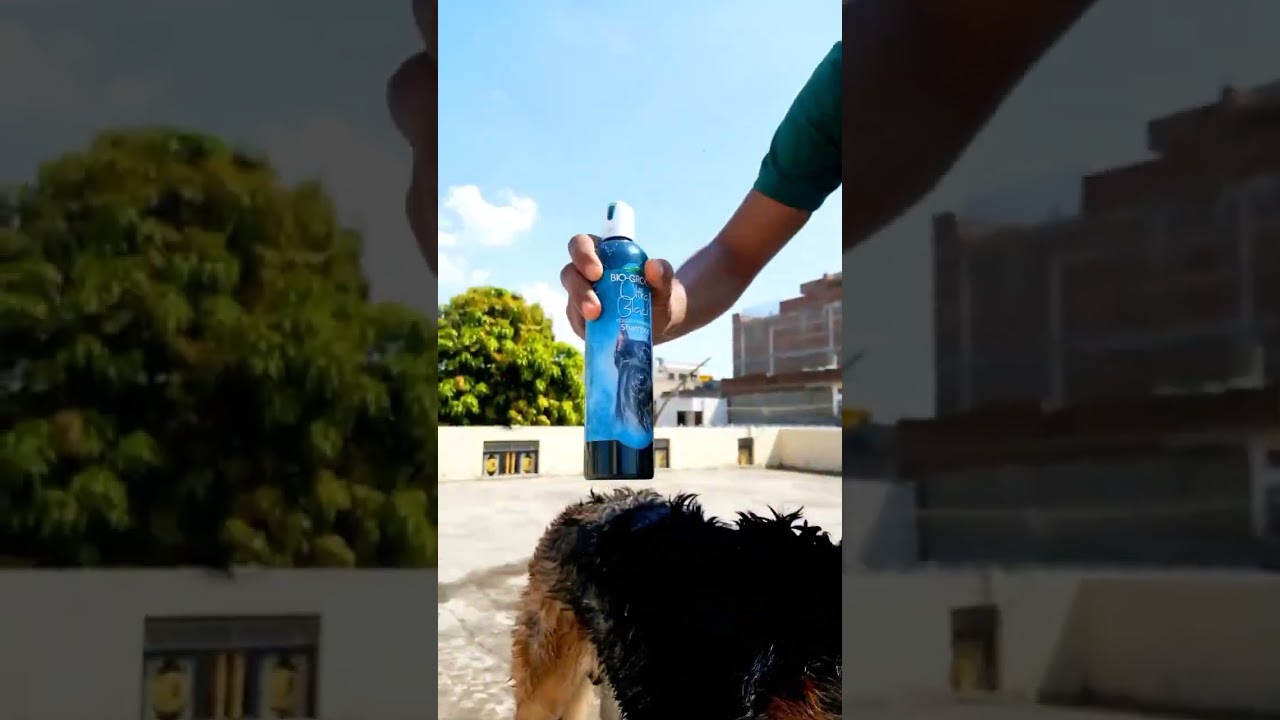 Bio-Groom Ultra Black Shampoo