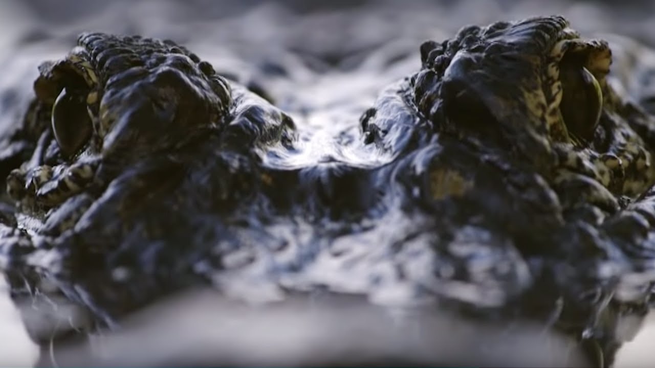 Video: Spectacular Alligator Mating Display Video: Spectacular Alligator Mating Display