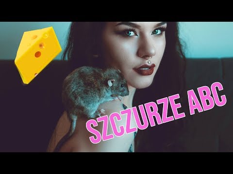 SZCZURZE ABC - co musisz wiedzieć zanim przygarniesz szczury?