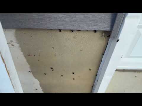 Home Covered in Boxelder Bugs in Watchung, NJ