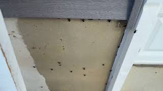 Watch video: Home Covered in Boxelder Bugs in Watchung,...