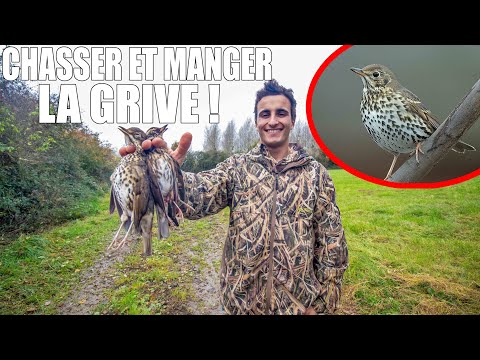 Hunt and Eat the Thrush!