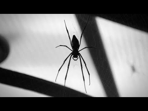 Pasi të mësoni arsyen, nuk do ti vrisni më! Pse merimangat duhen në shtëpi