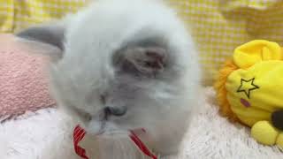 ラグドールの動画01