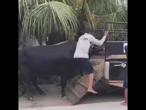 Mbah Suntoro sumbersari