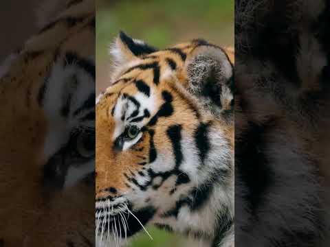 ASIAN WILDLIFE 4K - soothing piano music #pianomusic #tiger #asia 🎹