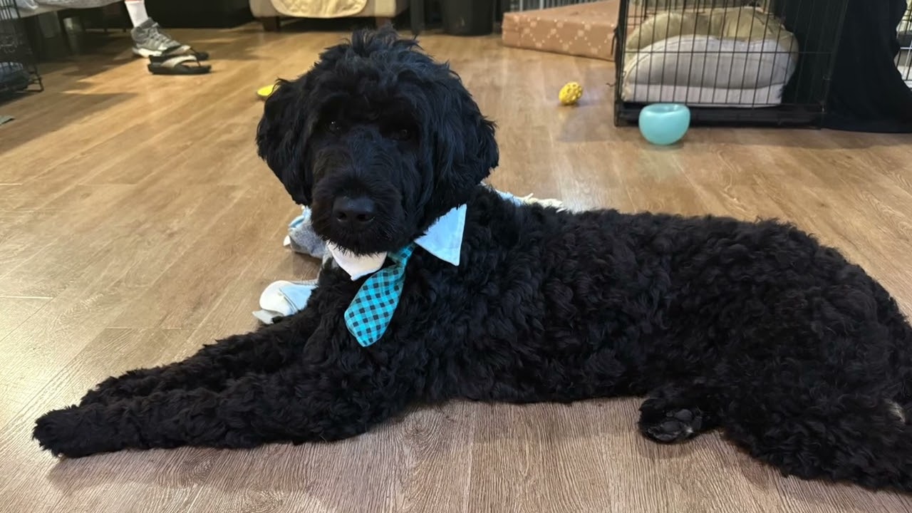 Enlarge Adam, the Porteguese Water Dog, an adopted Portuguese Water Dog in chevy chase, MD video 2/6