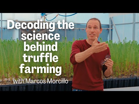 Decoding the science behind truffle farming, with Marcos Morcillo