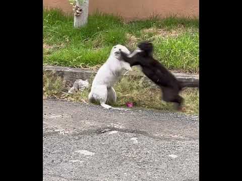 Cat Fight (in slo-mo)