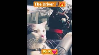 Download lagu 99.9% වැඩ දන්න නිසා බේරුනා.... 😂 mp3 Download lagu 99.9% වැඩ දන්න නිසා බේරුනා.... 😂 mp3