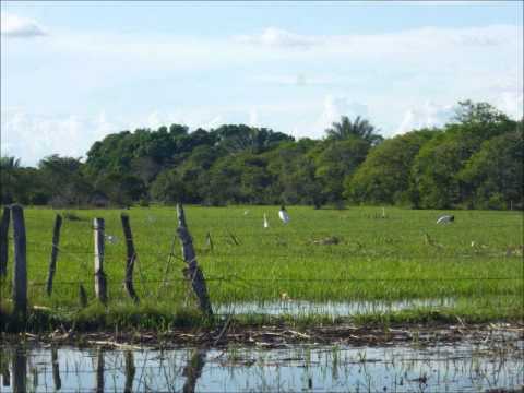 llano bonito y bravio milton cruz el jiriguelito