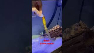 The freshwater Tiger Moray Eel! Also known as (Gymnothorax Polyuranodon)
