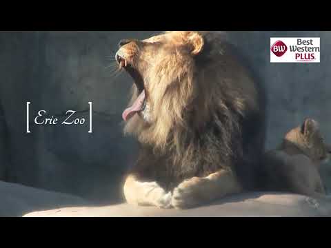 Best Western Plus Erie Inn & Suites Attraction