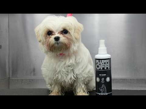 Grooming Snowy and Winter: A Tale of Two Dogs