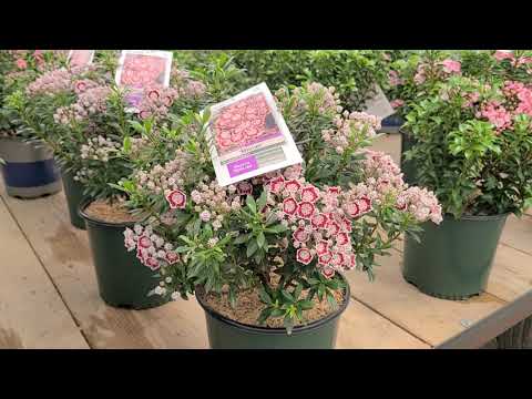 Kalmia 'Minuet' (Mountain Laurel) // Outstanding Dwarf, NATIVE, Evergreen, Flowering Shrub