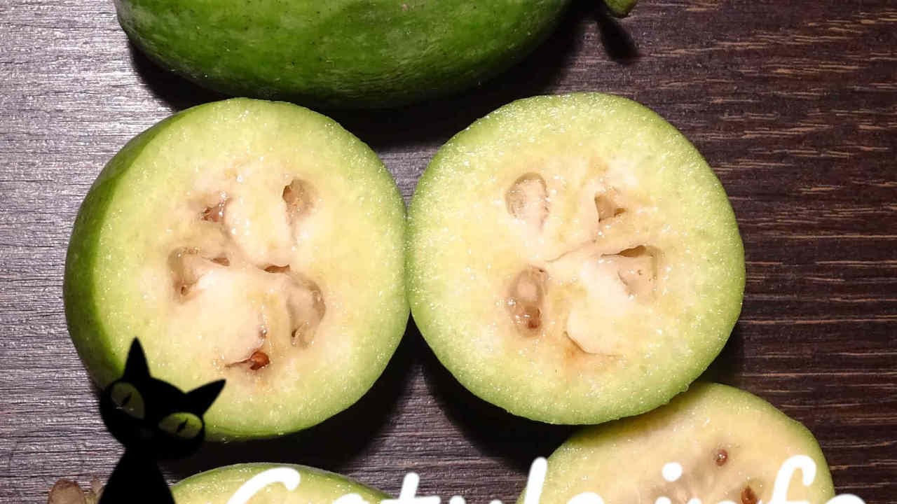 El árbol Feijoa o Acca Sellowiana 🌷