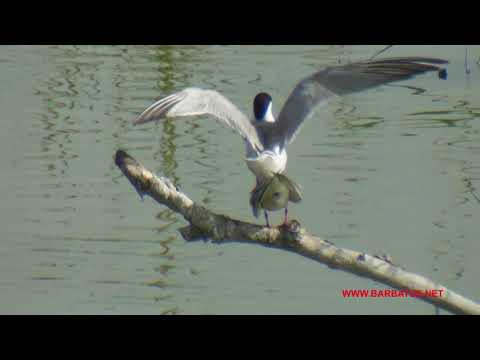 CHARRAN COMUN ( Sterna hirundo ) Common Tern