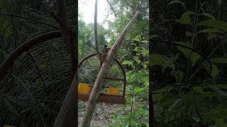 Download lagu suara pikat burung merbah lekir mp3 Download lagu suara pikat burung merbah lekir mp3