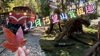 2024阿里山賞楓趣&田尾公路花園九重葛花海