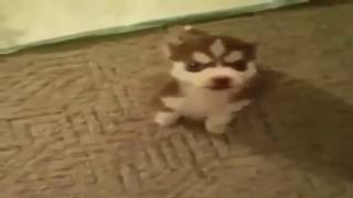 Dog Says F**k to Owner