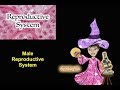 The Reproductive System: Male Reproductive Histology