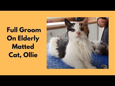 Elderly Cat Groom - Claw Removal From Pads