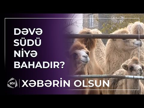 Niyə dəvənin südü ətindən bahadır?