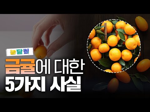 금귤, 당신이 몰랐던 4가지 사실 | 농담짚