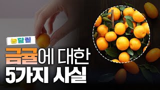 금귤, 당신이 몰랐던 4가지 사실 | 농담짚