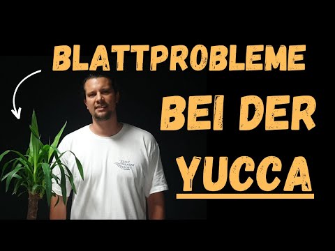 Yucca Palm Leaf Problems: Yellow, Brown & Drooping Leaves