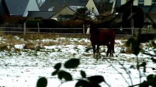 Horses Fuck and Coffee.wmv