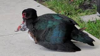 Download lagu Muscovy ducks mating on a sidewalk... mp3